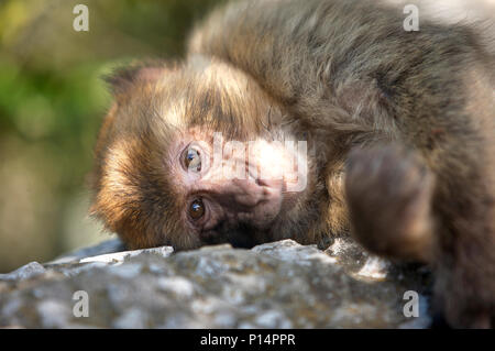 Ein Affe oder Gibraltar Barbary Macaque sitzt auf einem Felsen in Gibraltar, Großbritannien, 12. Mai 2012. Gibraltar ist ein Britisches Überseegebiet in entfernt Stockfoto