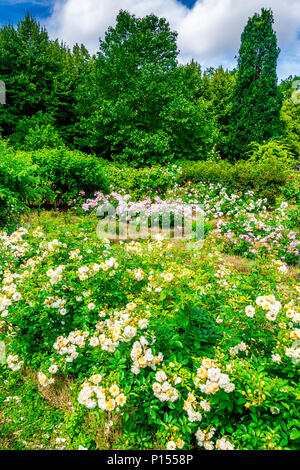 Der Parc de Bercy ist ein großer und abwechslungsreicher Park in Paris, Frankreich Stockfoto