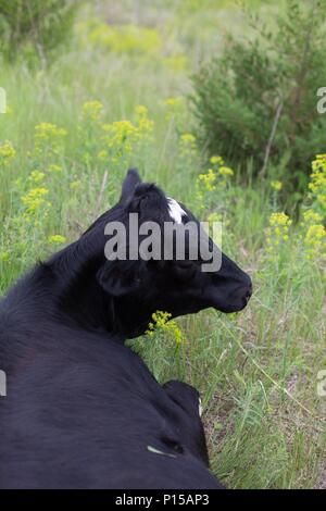 Ein junger Holsteiner Kuh liegend in einer grünen Weide. Stockfoto