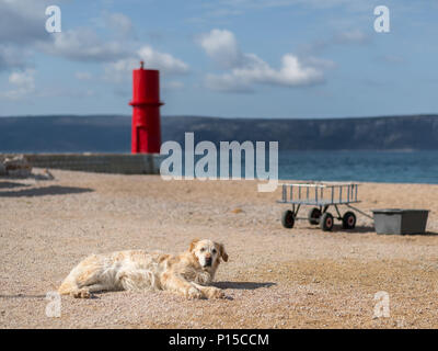 Hund liegend am Strand vor der roten Leuchtturm von Cres (Kroatien) Stockfoto