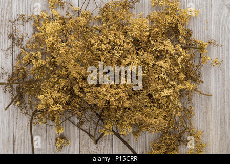 Der Ältere oder Holunder (Sambucus nigra) Blumen, ein köstliches Gesundheit Nahrung für seine medizinischen Eigenschaften bekannt. Stockfoto