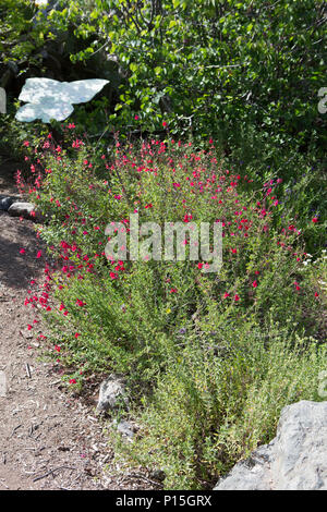 Der Herbst Salbei alvia greggii' wild wachsen in Südkalifornien, USA Stockfoto