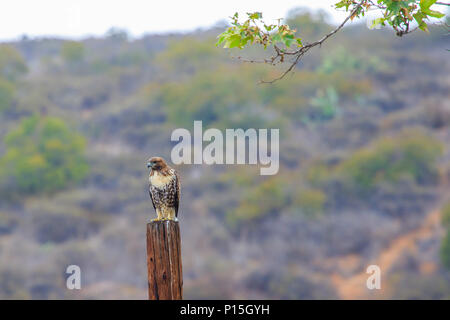 Wilde Kinder Red Tailed Hawk in seinem natürlichen Lebensraum von Orange County, Kalifornien, USA (Buteo Jamaicensis) Stockfoto