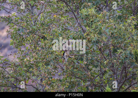 Juvenile Red Tailed Hawk in seinen wilden natürlichen Lebensraum von Orange County, Kalifornien, USA (Buteo Jamaicensis) Stockfoto