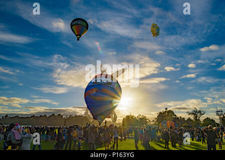 Heiße Ballon in den Himmel bei Sonnenaufgang, Hamilton, Neuseeland Stockfoto