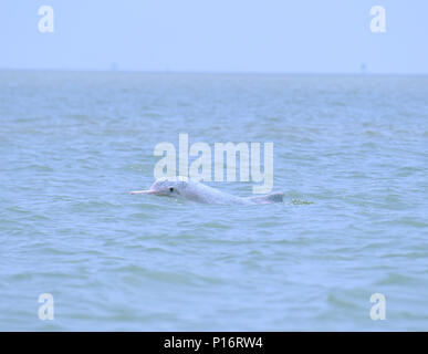 (290626) - QINZHOU, Juni 11, 2018 (Xinhua) - Der chinesische weiße Delfin Sport in der Sanniangwan Meer in Qinzhou City, South China Guangxi Zhuang autonomen Region, 10. Juni 2018. (Xinhua / Zhou Hua) (lb) Stockfoto