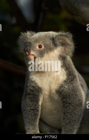Koala, Australien (Phascolarctos cinereus) Stockfoto