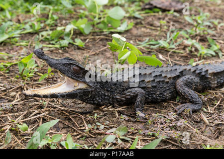 Eine captive Schneider glatte Fassade, Kaiman, Paleosuchus trigonatus, San Francisco Dorf, Loreto, Peru Stockfoto