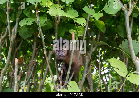 Captive "pet" getuftete Kapuziner, Sapajus apella, San Francisco Dorf, Loreto, Peru Stockfoto