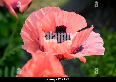 Nahaufnahme einer rosa orientalischer Mohn, Papaver orientale Im Garten. Rosa orientalischer Mohn. Stockfoto