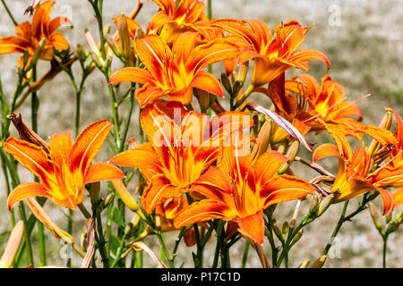 Orangefarbene Taglilien, Hemerocallis fulva Blumenbeete Gartenblumen Stockfoto