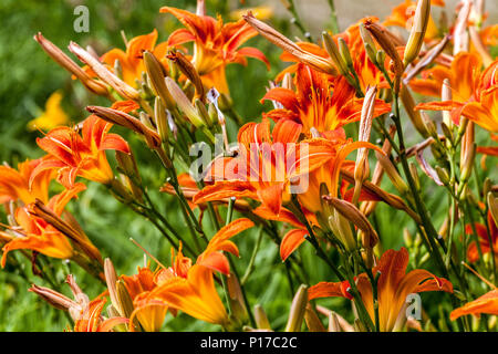 Orangefarbener Tagliliengarten von Hemerocallis fulva, fulvous Taglilienblüten Stockfoto