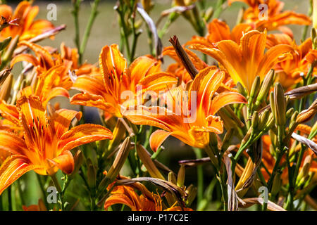Hemerocallis fulva, Orange Dyililien Sommer Grenze Taglilien Blumen Stockfoto