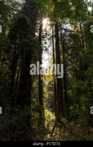 Muir Woods National Monument. August 2016. San Francisco, Kalifornien, Vereinigte Staaten von Amerika Stockfoto