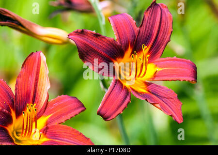 Taglilie Hemerocallis rote Blumen Taglilie, Stockfoto