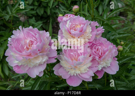 Der orbet "gemeinsamen Garten, Luktpion Pfingstrose (Paeonia lactiflora) Stockfoto