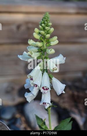 "Almatian Weiß', gemeinsame Fingerhut (Digitalis purpurea) Fingerborgsblomma Stockfoto