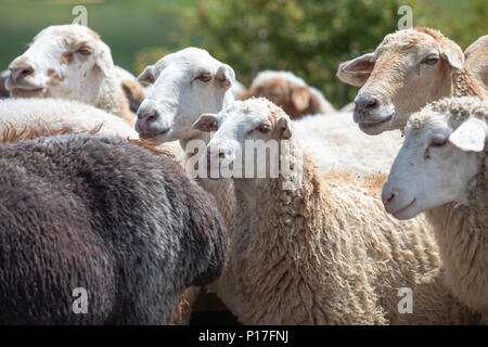 Herde auf bunten Schafe und Ziegen auf einer Wiese Weide an einem sonnigen Tag. Tatev, Armenien. Stockfoto