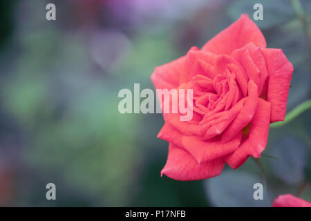 Orange rote Rosen im Garten, Chiang Mai, Thailand. Vintage Ton. Stockfoto