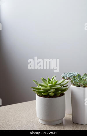 Kleine Pflanze mit weißen Topf auf steinernen Tisch gegen neutrale Wand Hintergrund Stockfoto