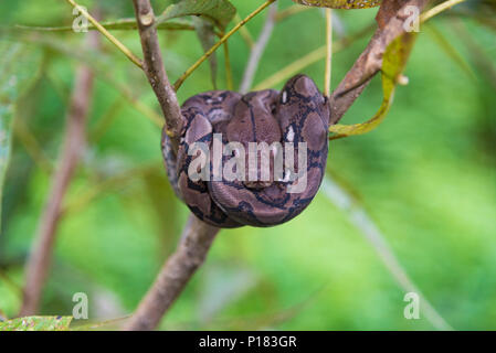 Python bivittatus Stockfoto