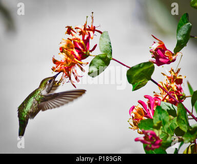 Humminbird im Flug und Fütterung Stockfoto