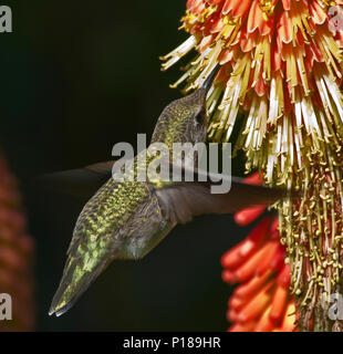 Humminbird im Flug und Fütterung Stockfoto