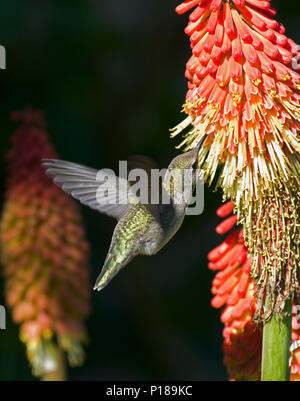 Humminbird im Flug und Fütterung Stockfoto