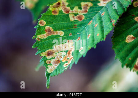 Horse chestnut leaf Miner, infizierten Blätter Stockfoto