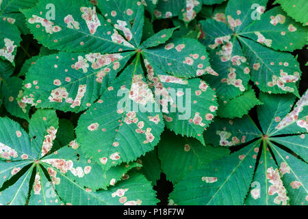 Horse chestnut leaf Miner, infizierten Blätter Stockfoto