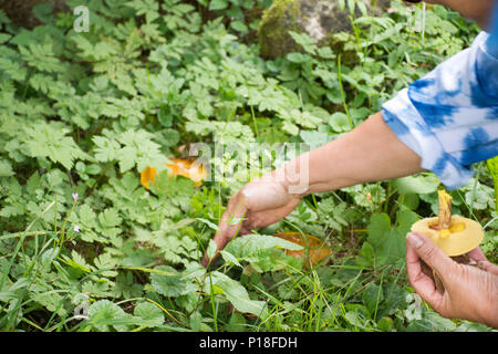 Reisende Thai alte Frau Menschen Jäger und Sammler und sammeln Pilze im Wald in der Nähe von Poppelbach Poppeltal Riesenrutschbahn in Enzklosterle, Deutschland Stockfoto