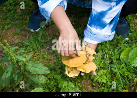 Reisende Thai alte Frau Menschen Jäger und Sammler und sammeln Pilze im Wald in der Nähe von Poppelbach Poppeltal Riesenrutschbahn in Enzklosterle, Deutschland Stockfoto