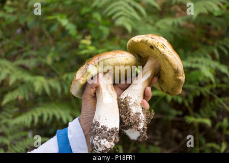 Reisende Thai alte Frau Menschen Jäger und Sammler und sammeln Pilze im Wald in der Nähe von Poppelbach Poppeltal Riesenrutschbahn in Enzklosterle, Deutschland Stockfoto