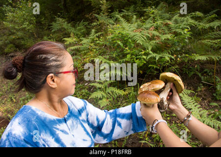 Reisende Thai alte Frau Menschen Jäger und Sammler und sammeln Pilze im Wald in der Nähe von Poppelbach Poppeltal Riesenrutschbahn in Enzklosterle, Deutschland Stockfoto