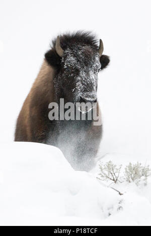 Bison/Amerikanischer Bison (Bison bison) im Winter, Durchbrechen einen kleinen Hügel der tiefen weichen Schnee, frontal geschossen, Yellowstone Nationa Stockfoto