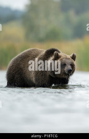 /Braunbaer Braunbär (Ursus arctos), jungen Jugendlichen, im flachen Wasser stehen, gehen durch das Wasser, vor einem Schilfgürtel, Europa. Stockfoto