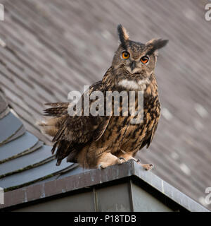 Uhu/Europäischer Uhu (Bubo bubo) erwachsenen Mann, sitzend, thront, umwerben auf einem Dach, alte Kirche, neugierig, sieht lustig, wildli Stockfoto