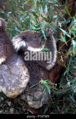 Der Koala (Phascolarctos cinereus) - ungenau, Koalabär Stockfoto