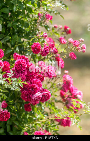 Climbing Roses Garten Blumen, schöne klettern Lila Rosa 'Excelsa' Werk Stockfoto