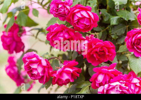 Rosa Kletterrose Garten, Rosa ' Blaze ' Stockfoto