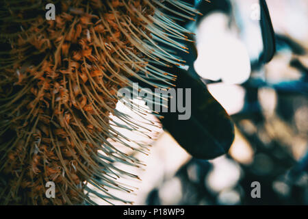 Gelbe Blume von banksia integrifolianin Natur Stockfoto