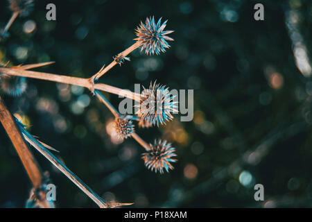 Runde und trockene Frucht von eryngium yuccifolium in der Natur mit natürlichem Licht Stockfoto
