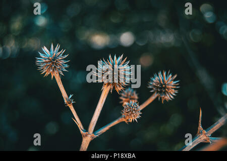 Runde und trockene Frucht von eryngium yuccifolium in der Natur mit natürlichem Licht Stockfoto