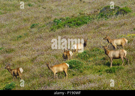 Tule Elk, Cervus canadensis nannodes, Tomales, Burton Wüste, Point Reyes National Seashore, Marin County, Kalifornien Stockfoto