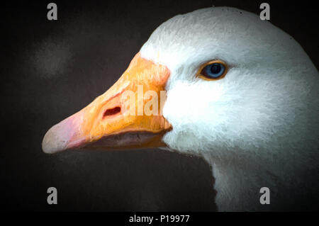 Digitale Aquarelle von eine schöne weiße Gans gefangen closeup und im Profil, mit einem hellen orange Schnabel und blaue Augen. Stockfoto