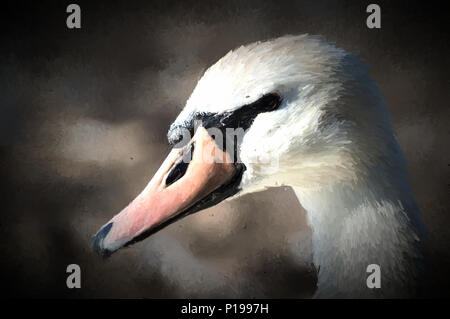 Ein digitales Bild eines schönen weißen Schwan gefangen closeup und im Profil. Stockfoto