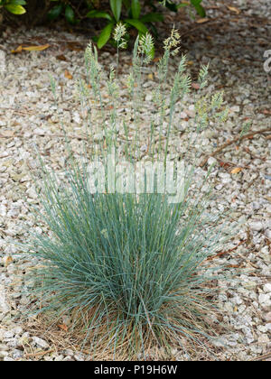 Blau Laub und dekorativen Blüten der mounding hardy Gras, Ajuga reptans 'Elijah Blue' Stockfoto