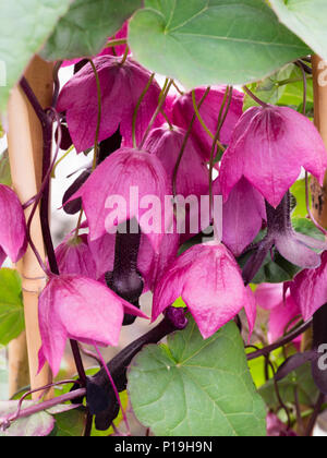 Rosa Lila Anhänger Blüten mit dunklen Rohr der Ausschreibung herbaeous Klettern lila Bell flower, Rhodochiton atrosanguineus Stockfoto