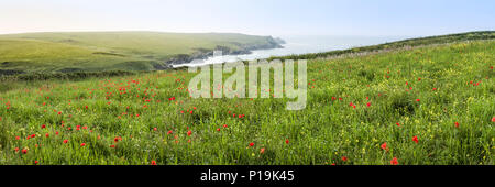 Einen Panoramablick auf bunten wildflowers in einem Feld zu Ackerflächen Projekt in der Nähe von Polly Witz auf West Pentire in Newquay in Cornwall wachsen. Stockfoto