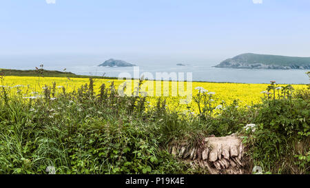 Einen Panoramablick auf ein Feld von wilden Senf Sinapis arvensis mit Blick auf das Meer an der West Pentire in Newquay in Cornwall. Stockfoto